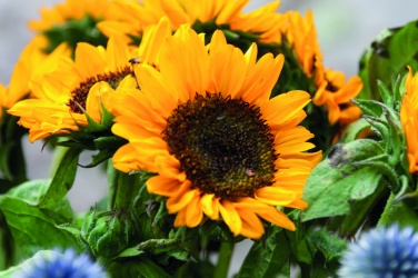 Logotrade promotional products photo of: Sunflower seeds in envelope