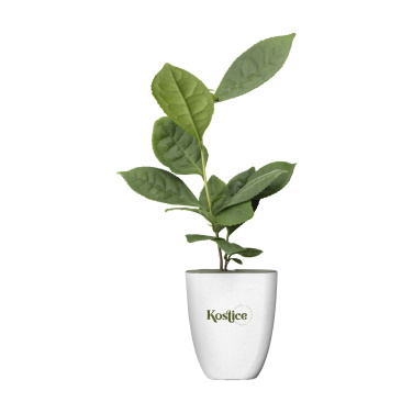 Logotrade promotional giveaway image of: Treemore Letterbox Trees Tea plant