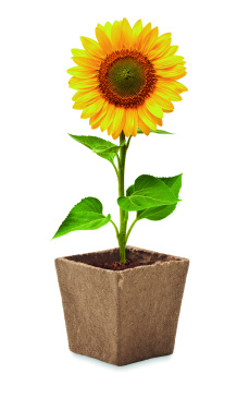 Logo trade promotional gift photo of: Sunflower growing kit