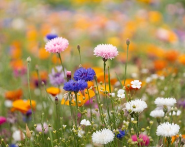 Logotrade presentreklam bild: A4-ark fröpapper vildblommor